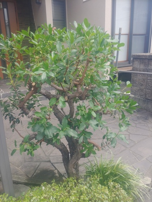 イチゴノキ イチゴノキ