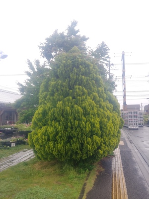 コノテガシワ コノテガシワ