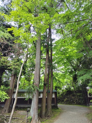 コウヨウザン コウヨウザン