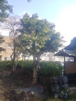 カゴノキ カゴノキ