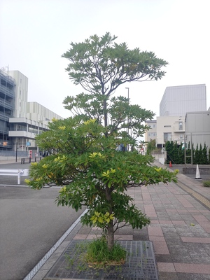 タブノキ タブノキ