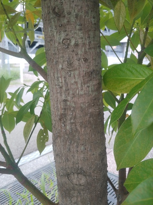 タブノキ タブノキ