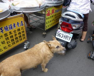 台北　犬