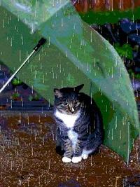 猫,雨宿り