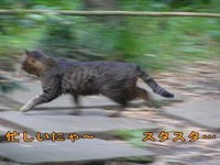 忙しい,猫,多忙,師走