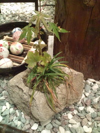 はち…植え?