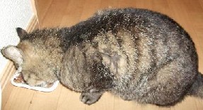 お気に入り♪