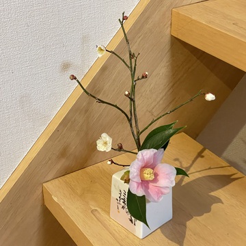 庭の梅が開花しました❗️ 庭の梅が開花しました❗️