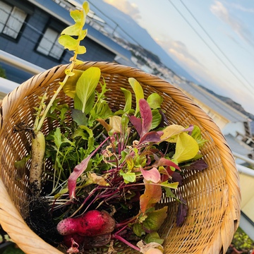 富士山をパックに菜っ葉の収穫♪