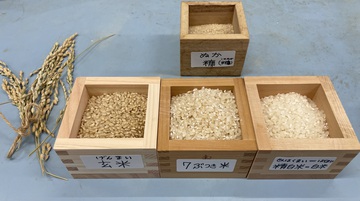 沢地小学校でのバケツ稲づくり、始まりました! 沢地小学校でのバケツ稲づくり、始まりました!