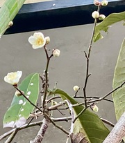 庭の梅が開花しました❗️ 庭の梅が開花しました❗️