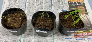 沢地小学校でのバケツ稲づくり、始まりました! 沢地小学校でのバケツ稲づくり、始まりました!