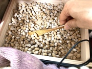 豆麹…上手に醸しました!!! 豆麹…上手に醸しました!!!