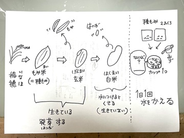 沢地小学校でのバケツ稲づくり、始まりました! 沢地小学校でのバケツ稲づくり、始まりました!