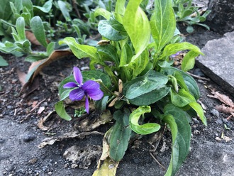 今年初めてのスミレの花に、嬉しくて撮影！