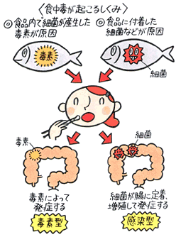 食中毒にご用心 食中毒にご用心
