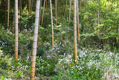 無明 無明
