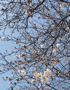 桜咲き始めました~満開近し、イベント情報あります~ 桜咲き始めました~満開近し、イベント情報あります~