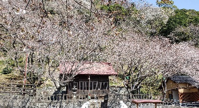桜咲き始めました~満開近し、イベント情報あります~ 桜咲き始めました~満開近し、イベント情報あります~
