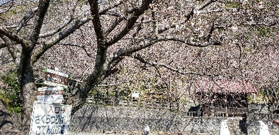 桜咲き始めました~満開近し、イベント情報あります~ 桜咲き始めました~満開近し、イベント情報あります~