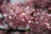 河津桜..ご近所にもありますよ!