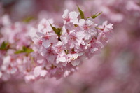 河津桜..ご近所にもありますよ!