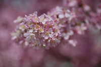 河津桜..ご近所にもありますよ!