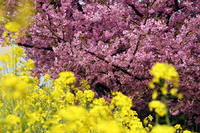 河津桜..ご近所にもありますよ!