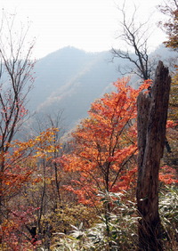 大札山:山犬段へ紅葉見納め散策!