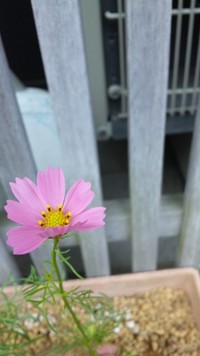 咲いた