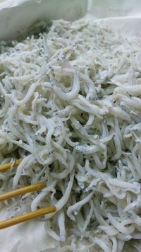 今日の釜揚げしらすはイイぞ~!!