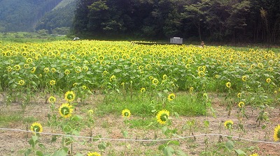 ひまわり畑