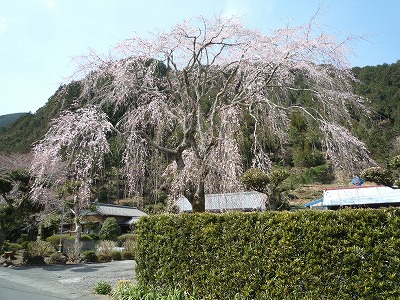 しだれ桜の巨木