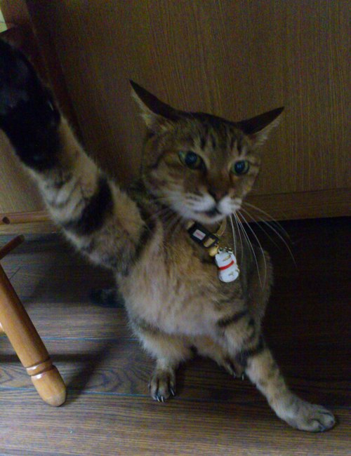 「新しい家族!!!」