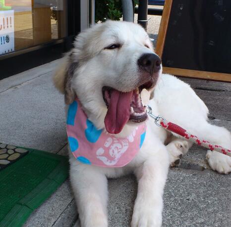 「Go!ロッシー!!Go!!!」