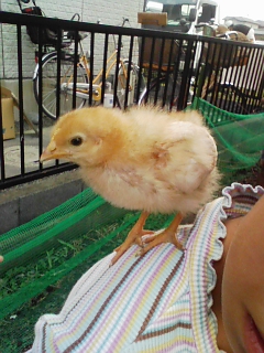 ピヨちゃん14日目