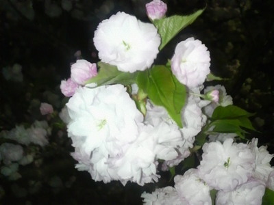 富士中央公園の夜桜