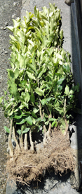 レモンとモモの苗植え付け作業
