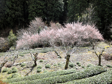 レモンとモモの苗植え付け作業