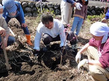 レモンとモモの苗植え付け作業