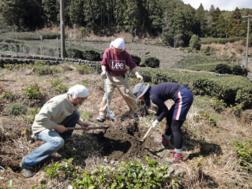 レモンとモモの苗植え付け作業
