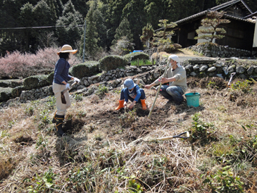 レモンとモモの苗植え付け作業