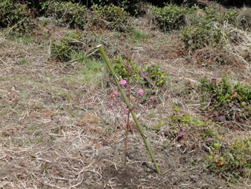 レモンとモモの苗植え付け作業