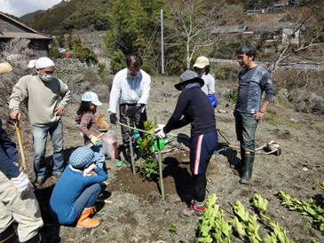 レモンとモモの苗植え付け作業