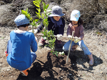 レモンとモモの苗植え付け作業