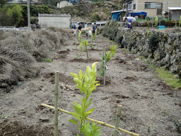 レモンとモモの苗植え付け作業