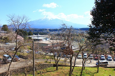 双子の桜