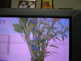 きのうはお月見だった。