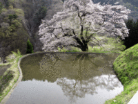 「駒つなぎの桜」