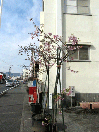 蒲原の河津桜